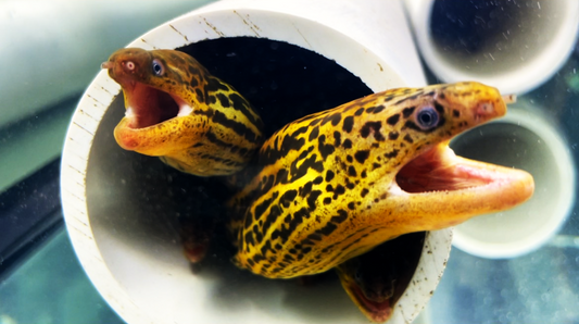 Freshwater Tiger Moray Eel: Everything we know so far.