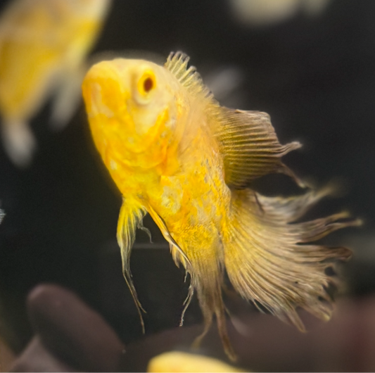 Longfin Lemon Oscar (Black Fin) (Red Eye) SUPER RARE