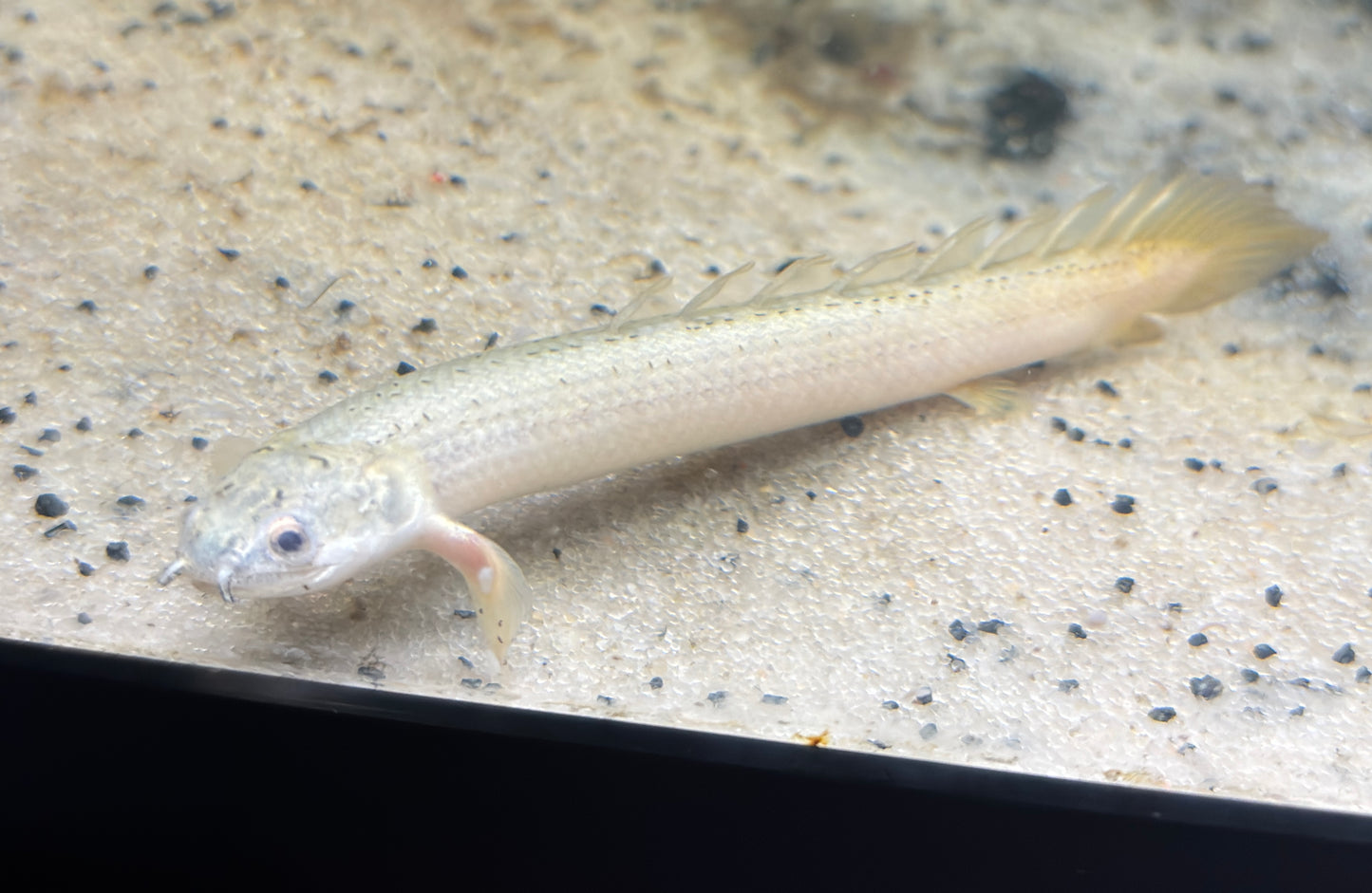 Random B Grade Fish ExoticFishGuy