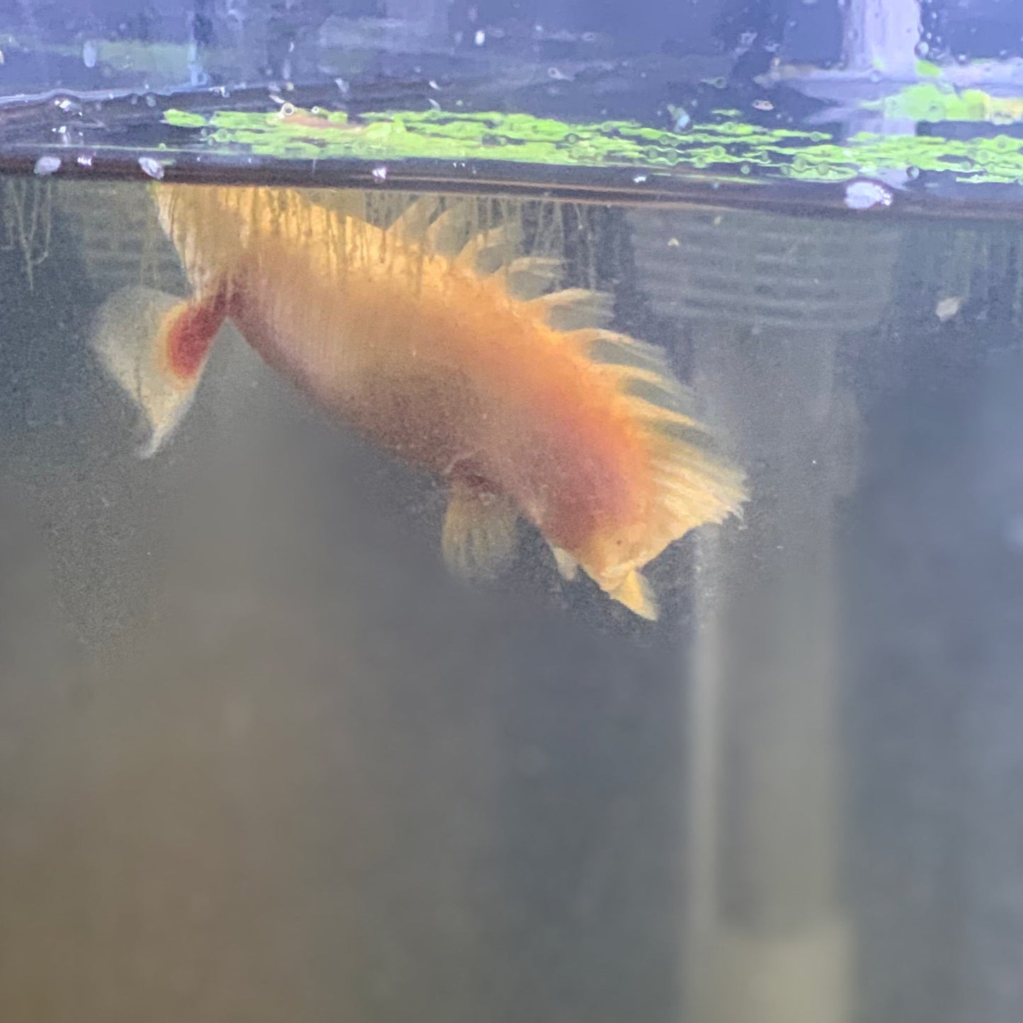 Shortbody Albino Senegalus Bichir 3-4"
