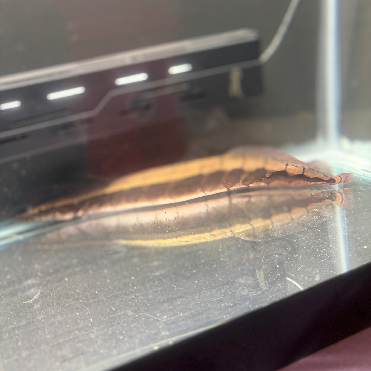 Borneo Python Eel