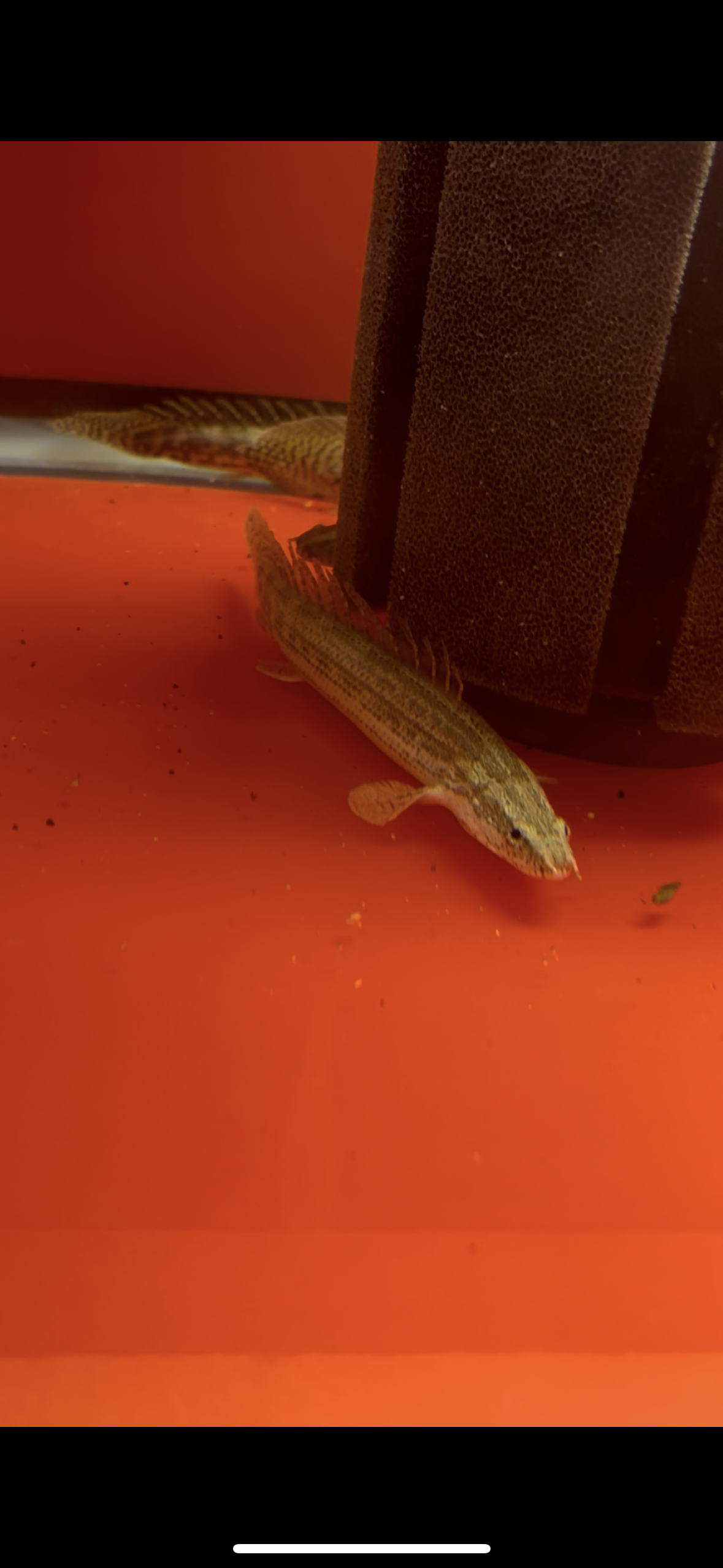 Lapradei Bichir 6-8”