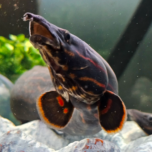 Fire Eels (Mastacembelus erythrotaenia)