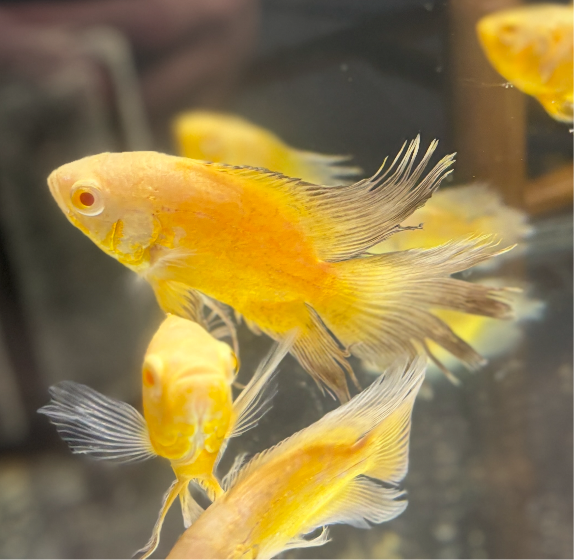 Longfin Lemon Oscar (Black Fin) (Red Eye) SUPER RARE