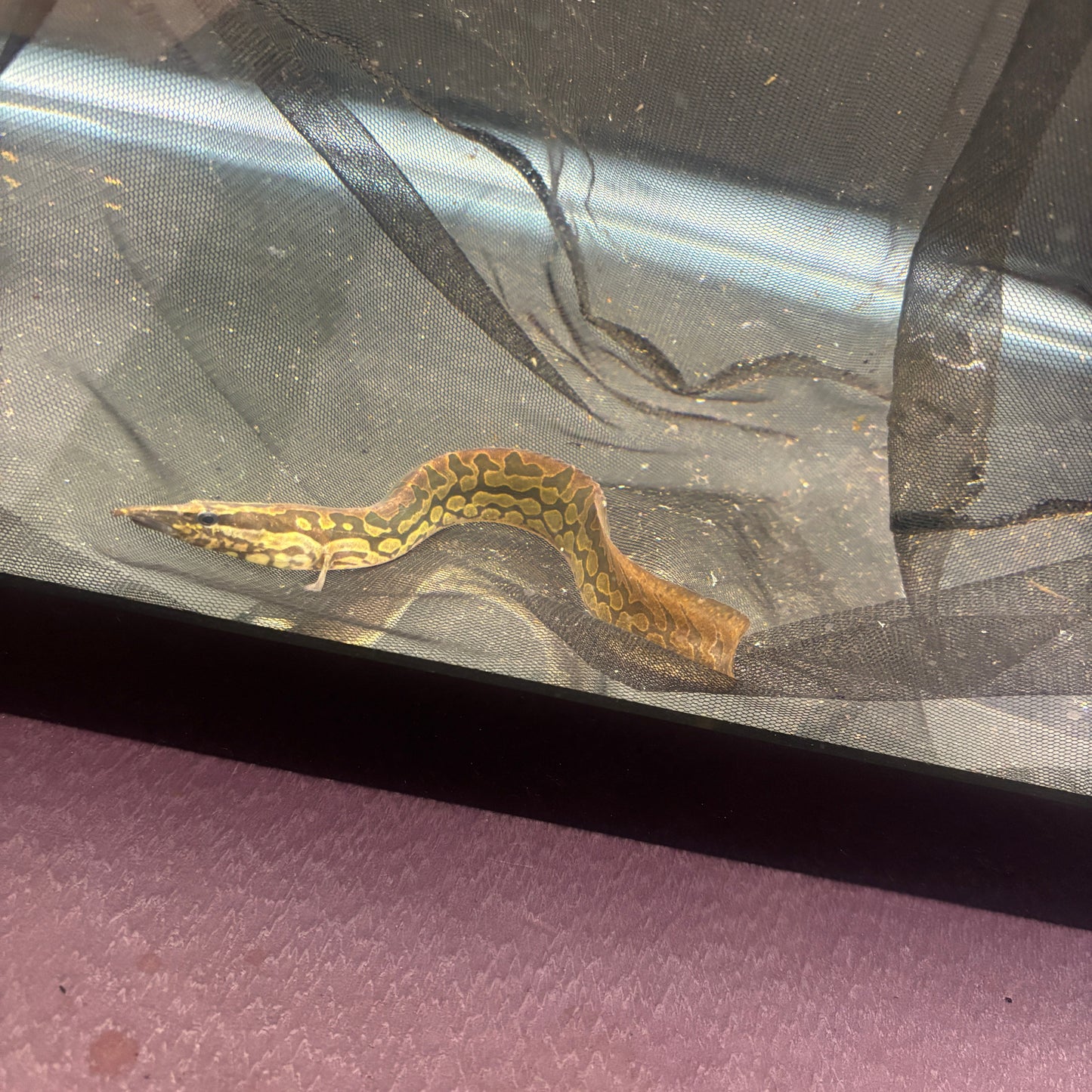 Tire Track Eel