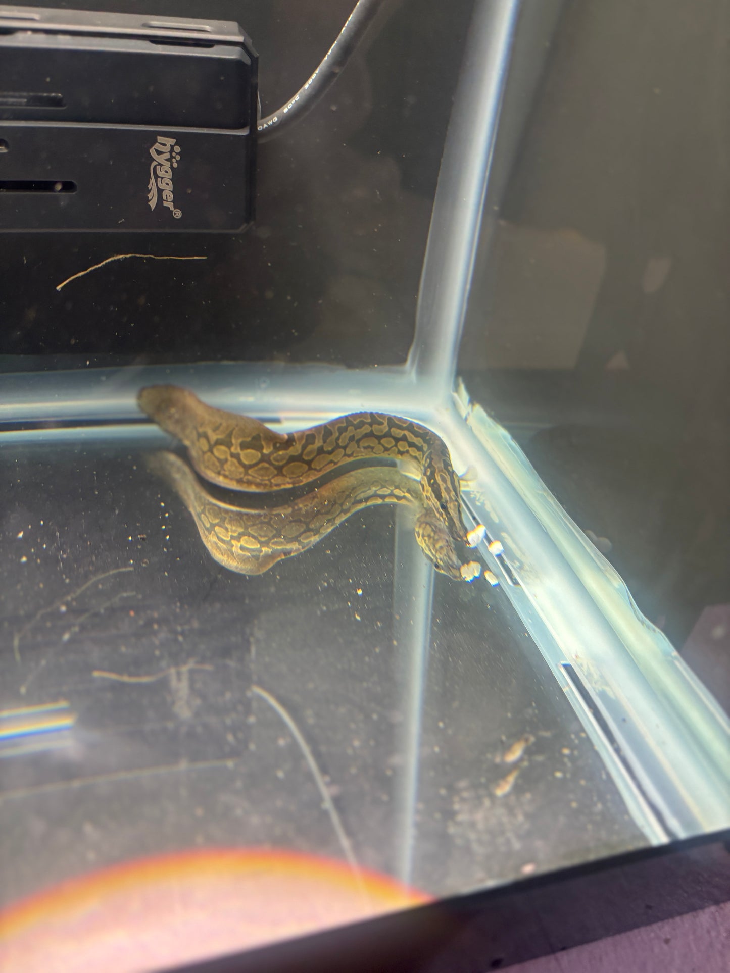 Tire Track Eel