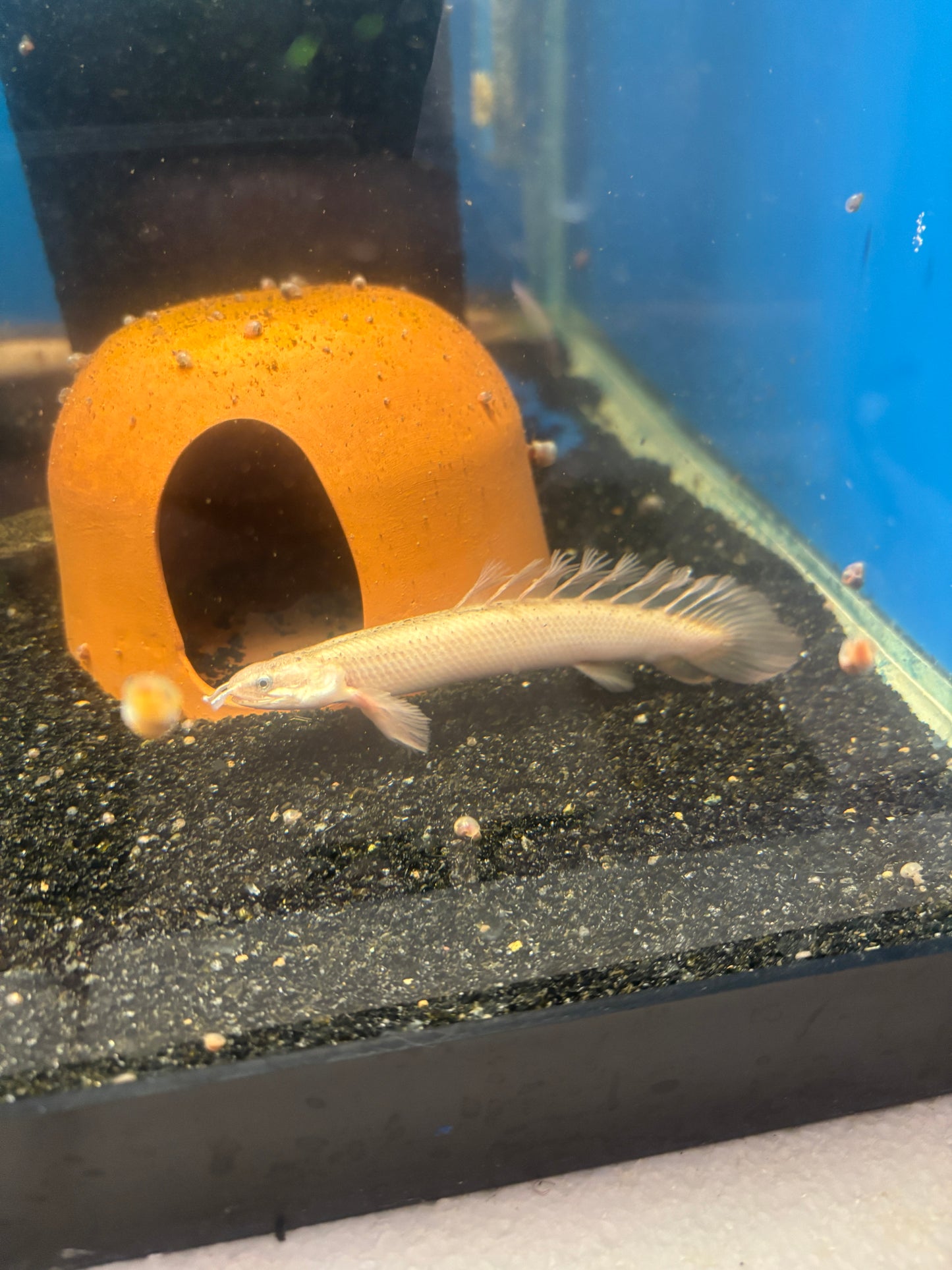 Longfin Golden Color Morph Senegal Bichir