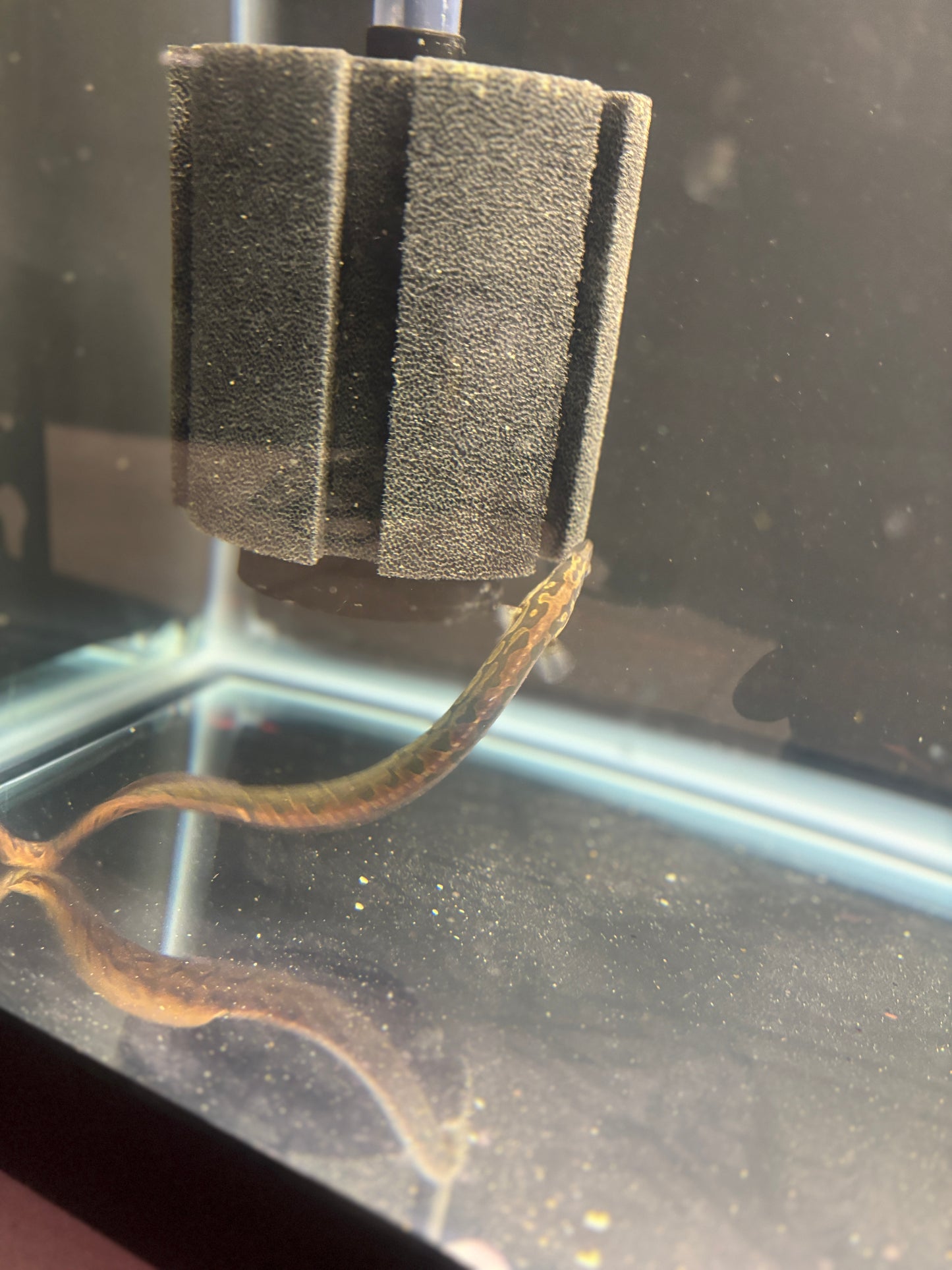 Tire Track Eel