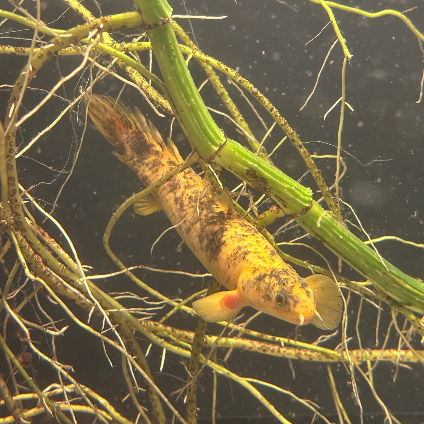 Xanthic Marbled Senegalus Bichir