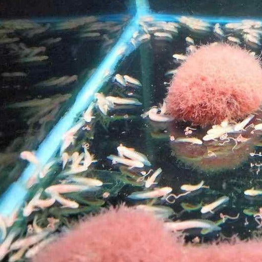 PREORDER: Albino Longfin Senegalus Bichir Breeding Pair