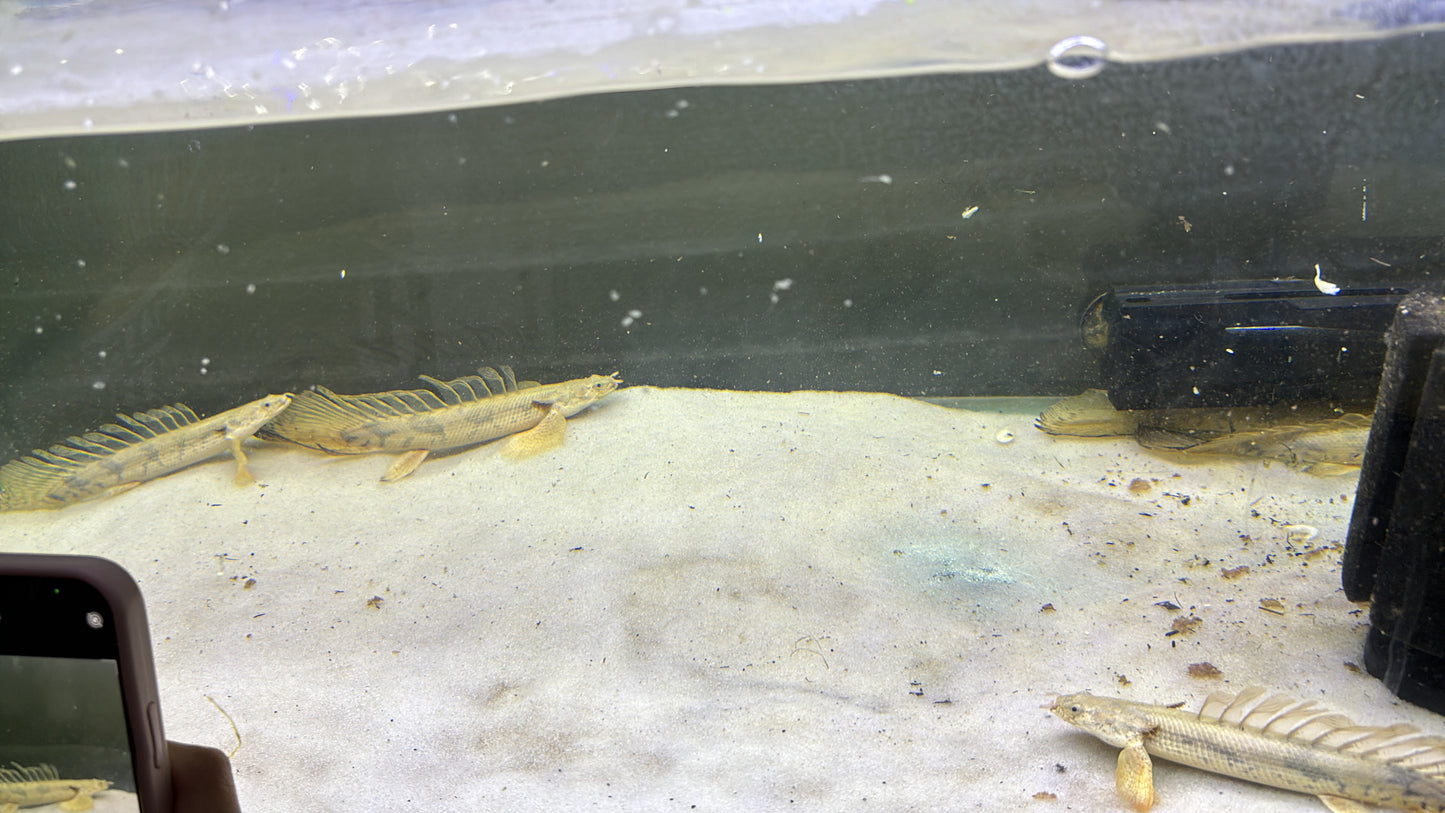 Super Longfin Endlicheri Bichir 8-10”