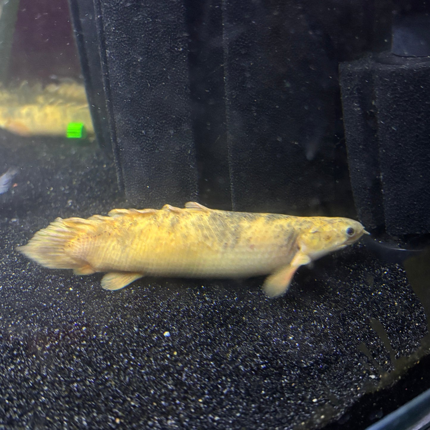 Shortbody Xanthic Marbled Senegal Bichir