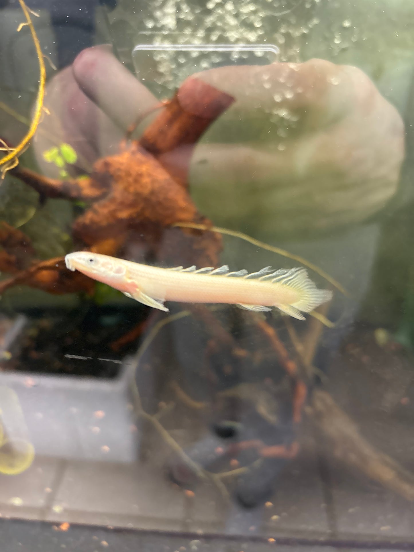 Longfin Golden Color Morph Senegal Bichir