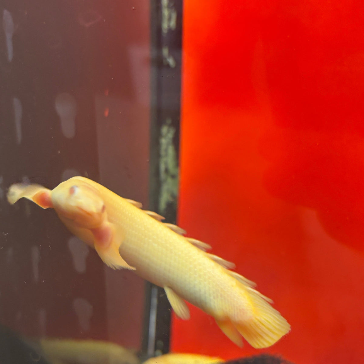 Semi Shortbody Golden Albino Longfin