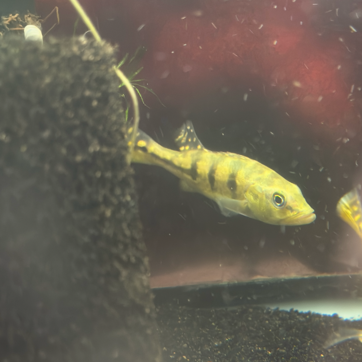 Kelberi Peacock Bass