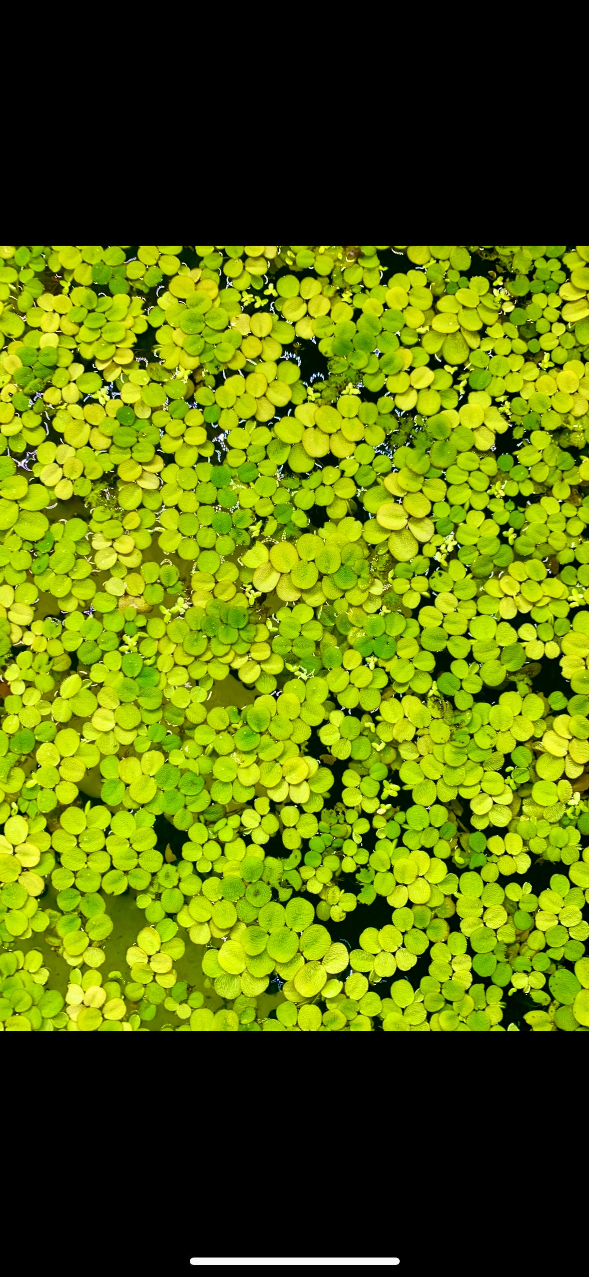 1 BIG Bagful Water Spangles Salvinia Minima Live Aquarium Plant
