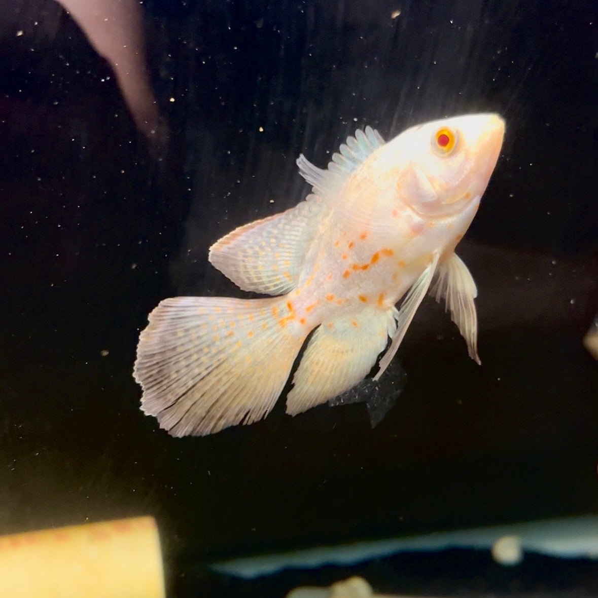 Albino Designer Tip Longfin Oscar