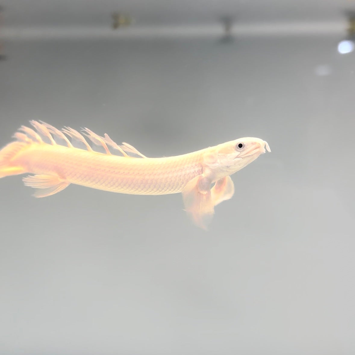 Platinum Longfin Senegalus Bichir