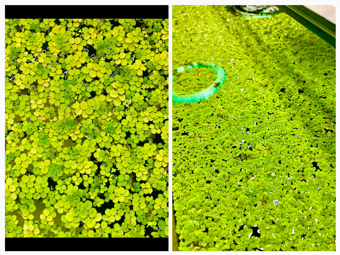 50 Floating Water Spangles (Salvinia minima) Live Aquarium Plant