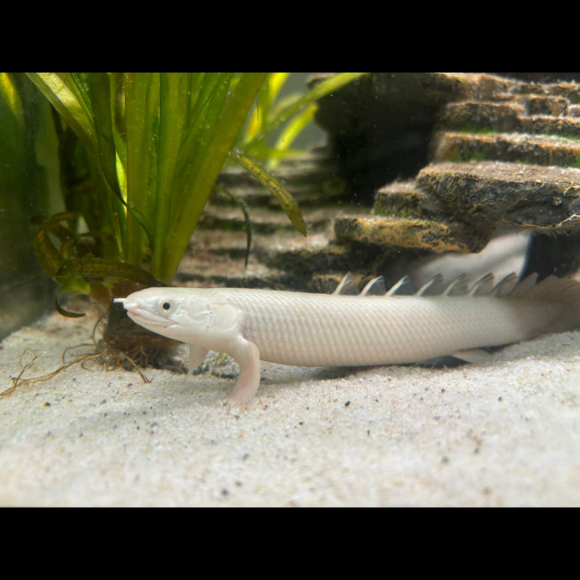 Platinum Senegalus Bichir