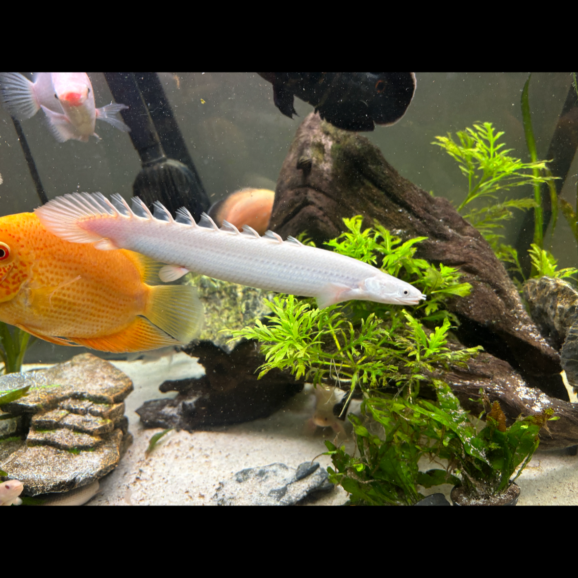Platinum Senegalus Bichir