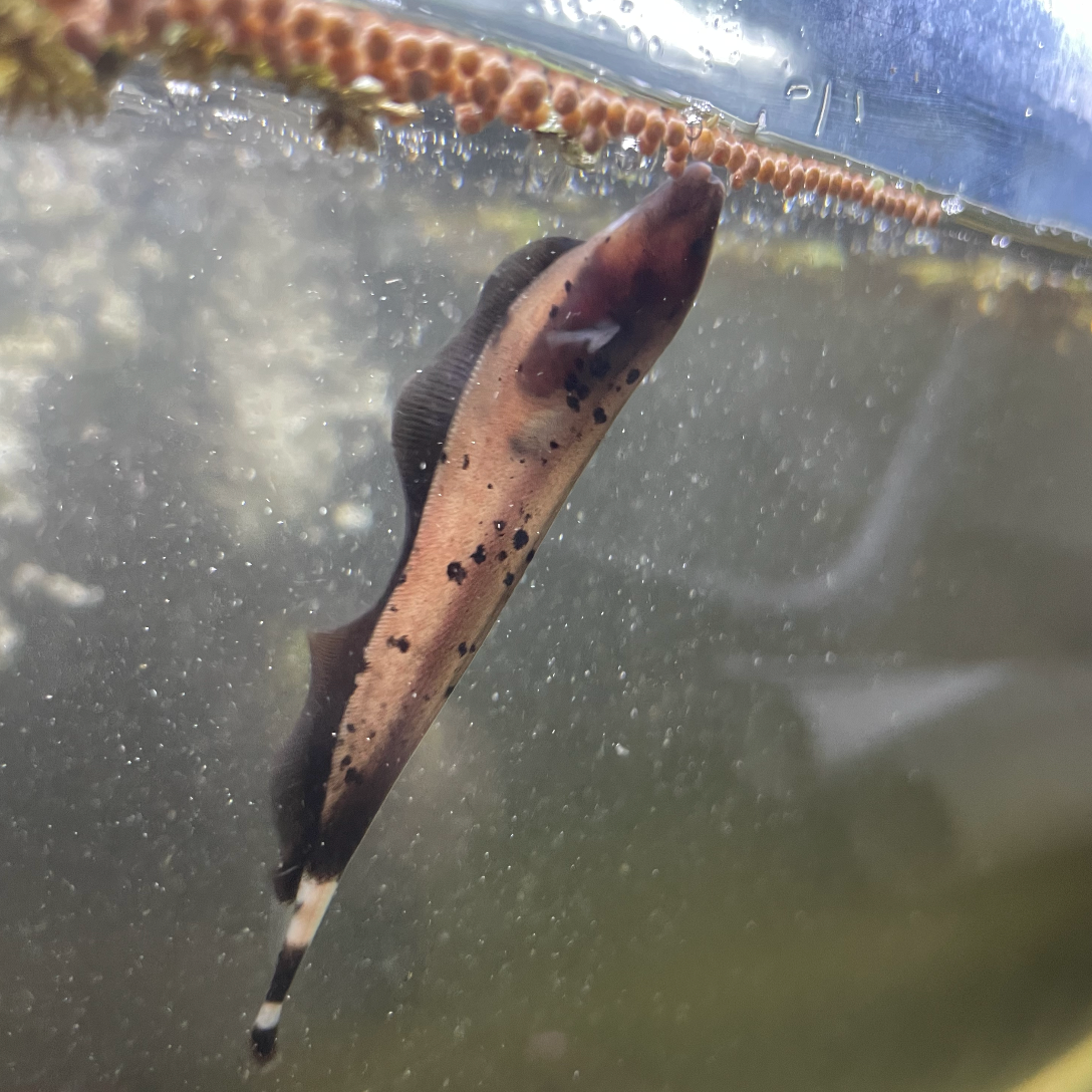 Panda Spotted Ghost Knifefish Super Rare 3”