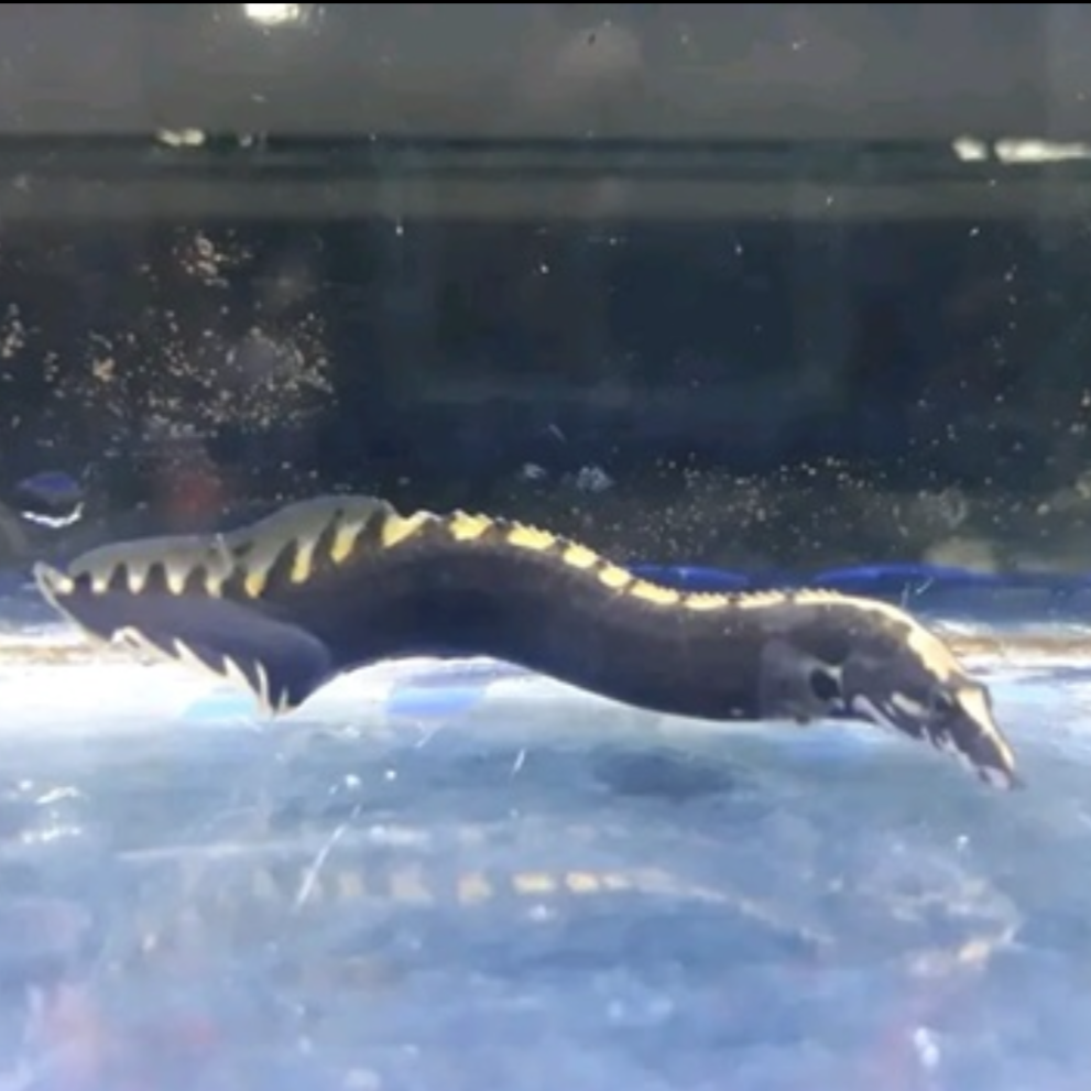 Unicolor Eel
