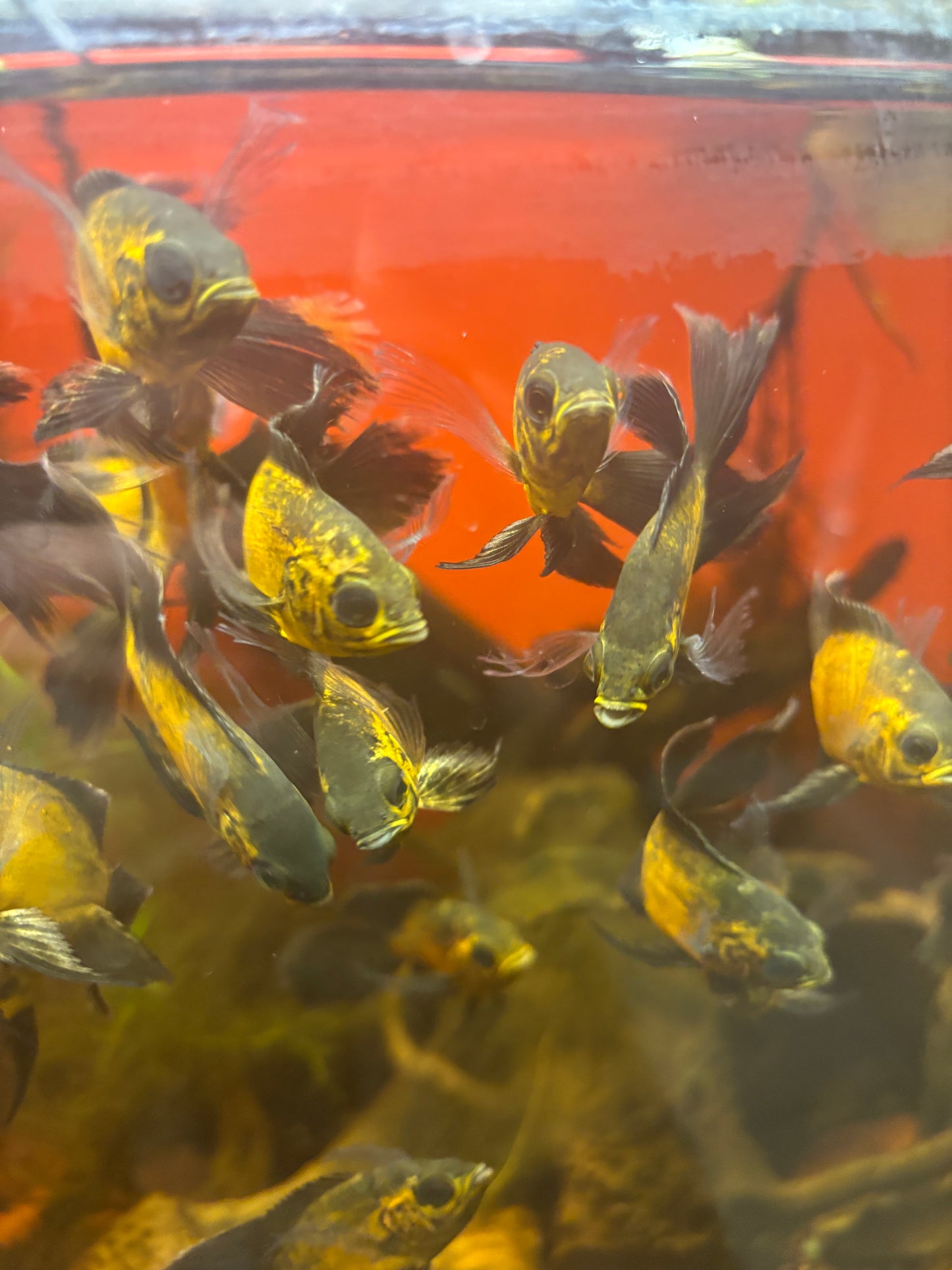 Lemon Copper Longfin Oscar