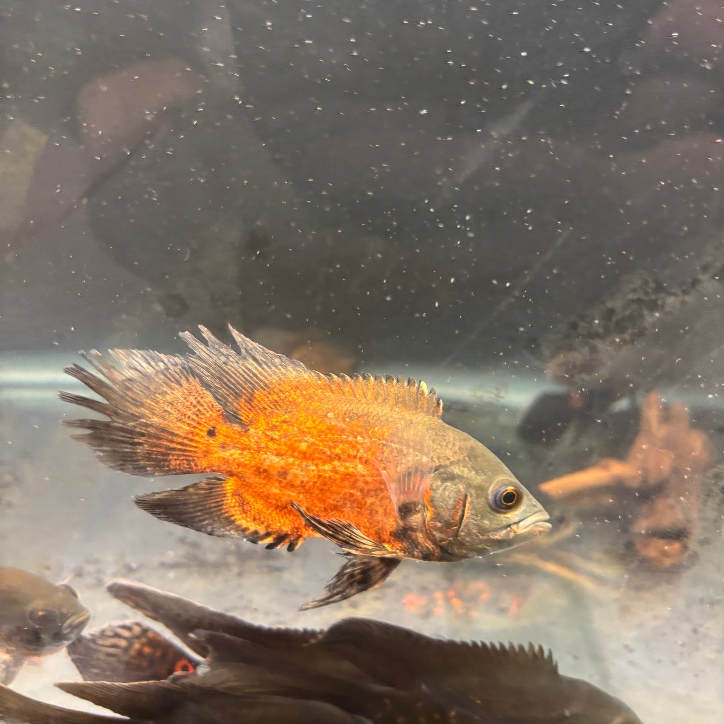 Copper Red Longfin Oscar