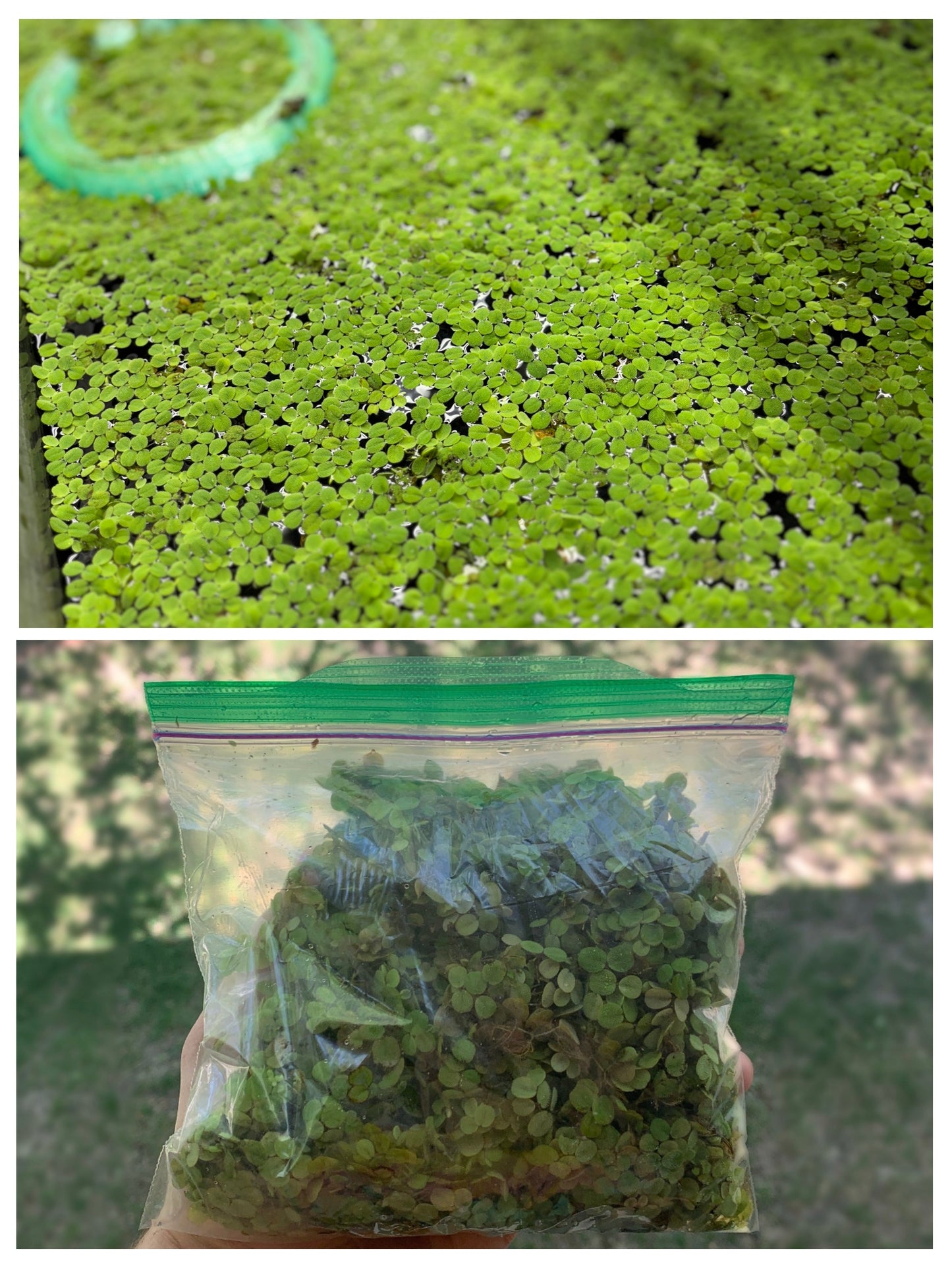 1 BIG Bagful Water Spangles Salvinia Minima Live Aquarium Plant