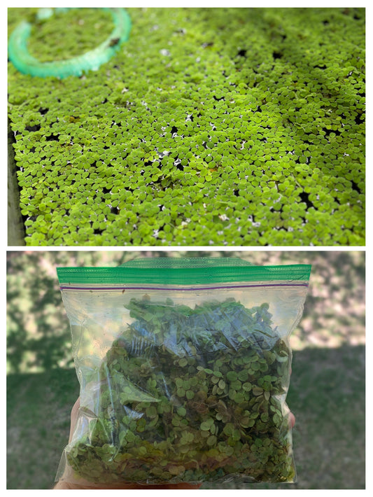 1 BIG Bagful Water Spangles Salvinia Minima Live Aquarium Plant