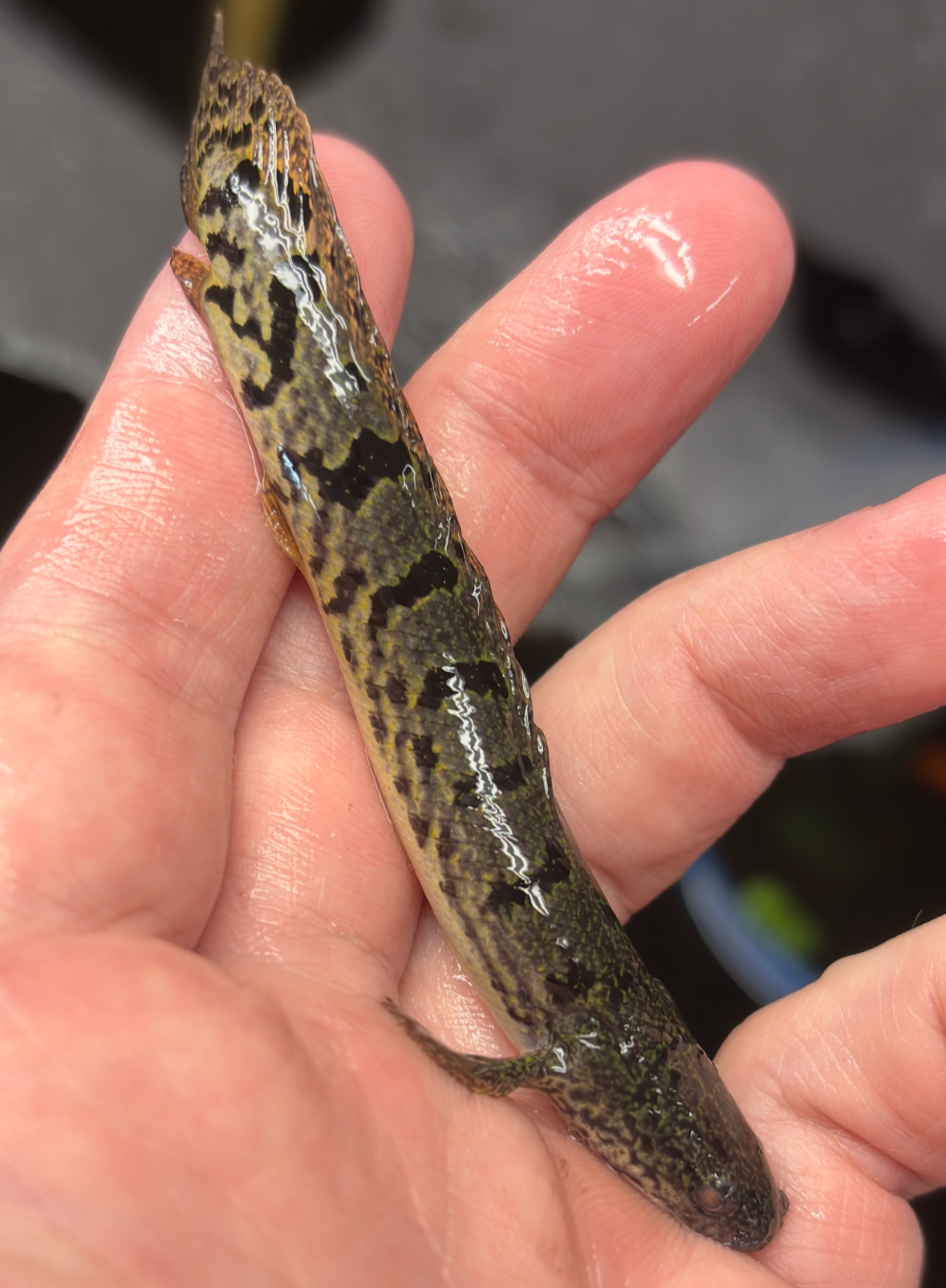 Delhezi Bichir 3.5-4” Good Bar