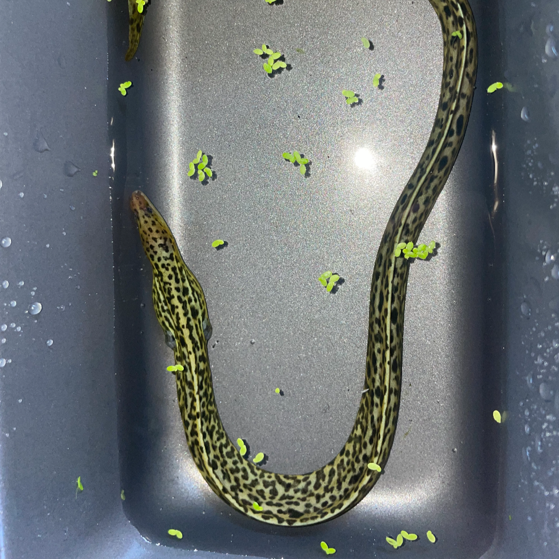 Freshwater Tiger Moray Eels 14-16" (Gymnothorax Polyuranodon)