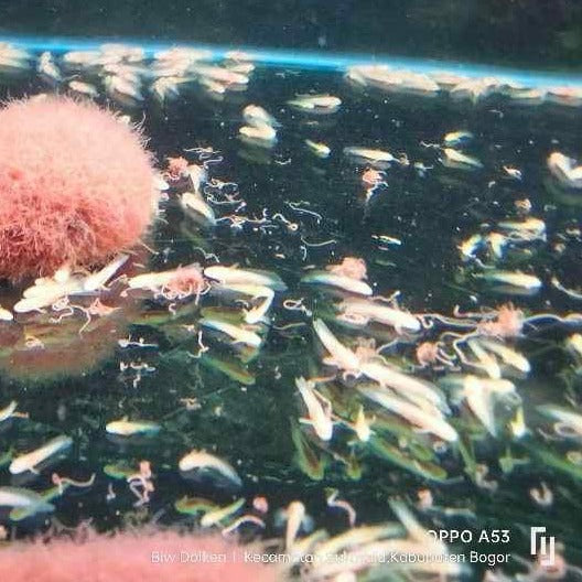 PREORDER: Albino Senegal Bichir Breeding Pair