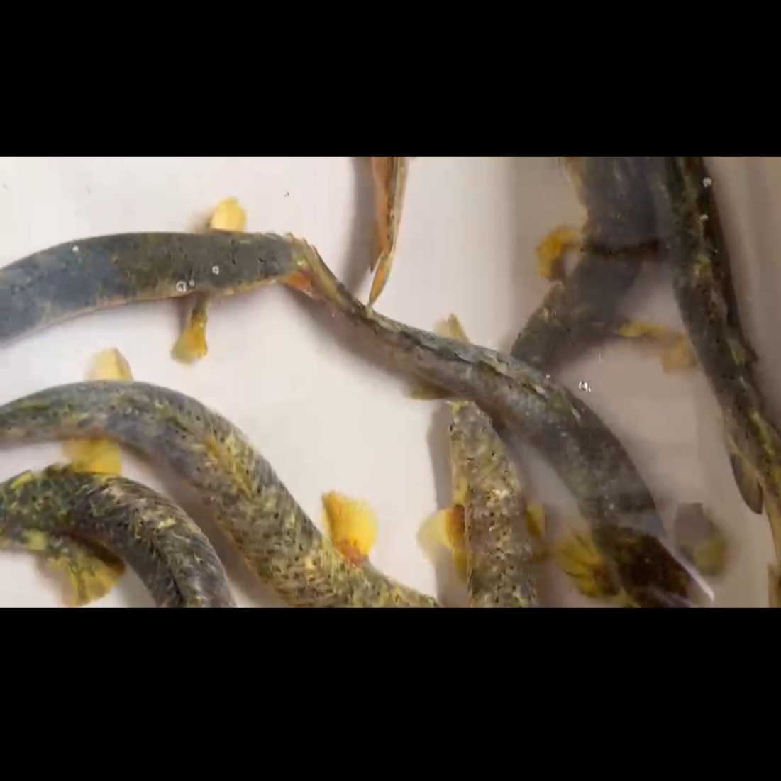 PREORDER: Marble Senegal Bichir Breeding Pair