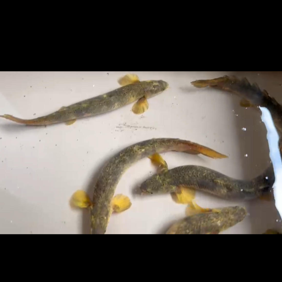 PREORDER: Marble Senegal Bichir Breeding Pair