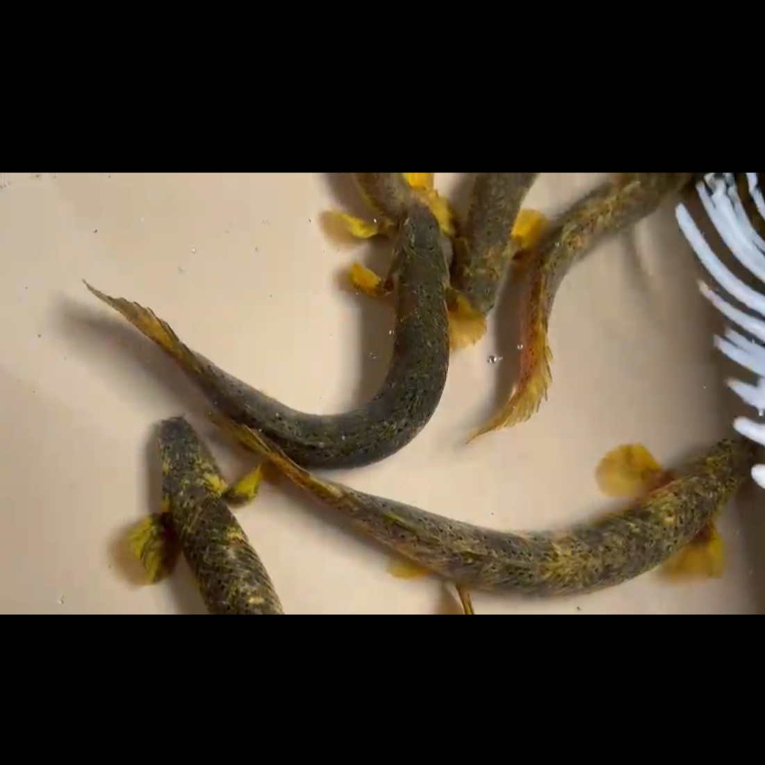 PREORDER: Marble Senegal Bichir Breeding Pair