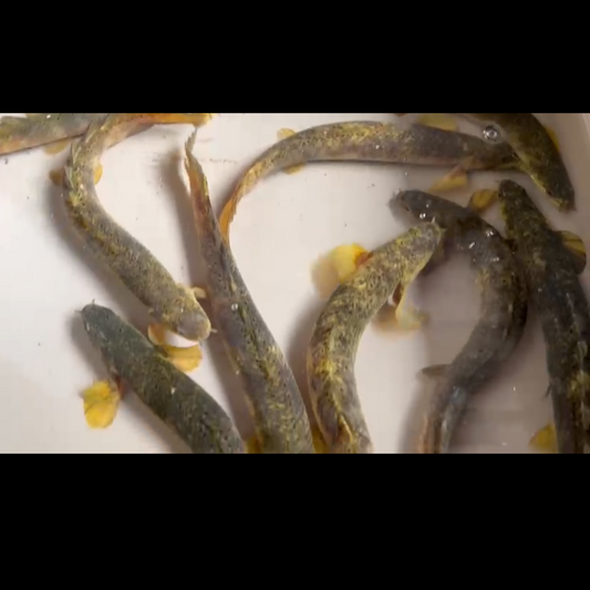 PREORDER: Marble Senegal Bichir Breeding Pair