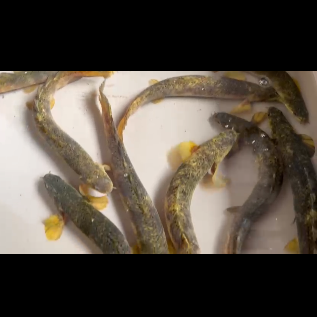 PREORDER: Marble Senegal Bichir Breeding Pair