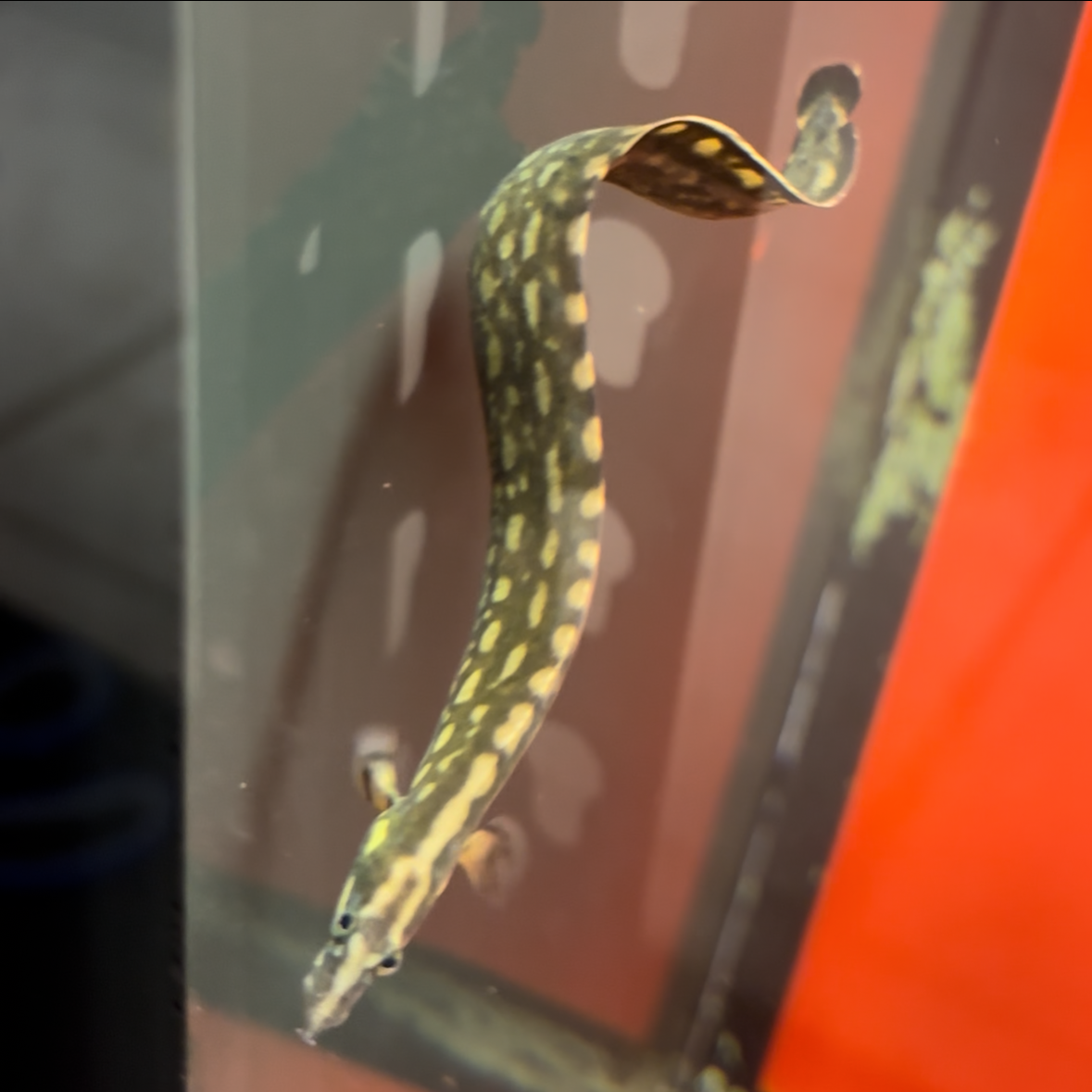 Unicolor Eel