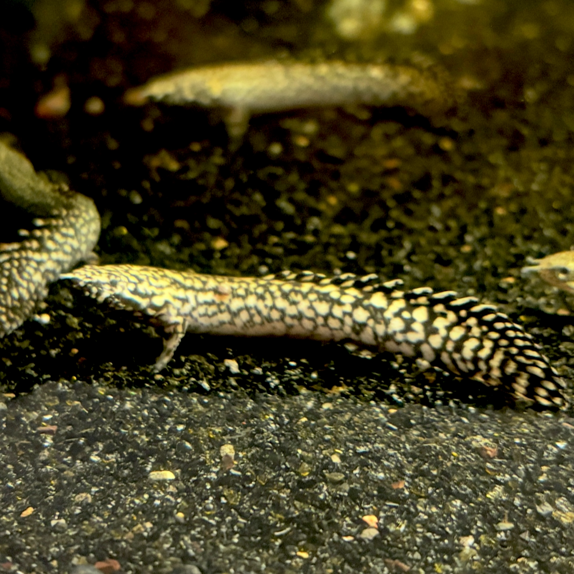 Ornate Bichir