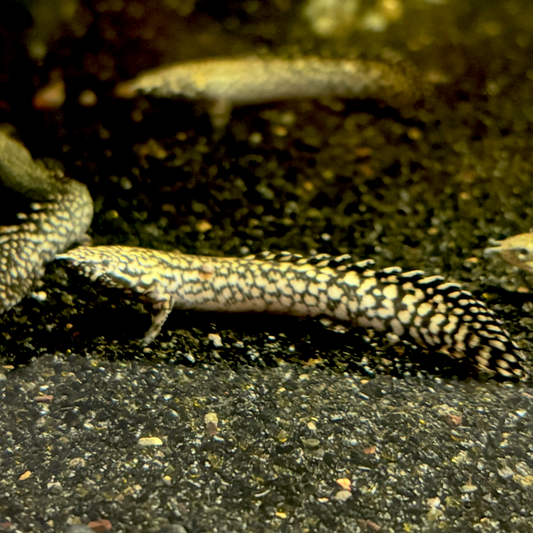 Ornate Bichir
