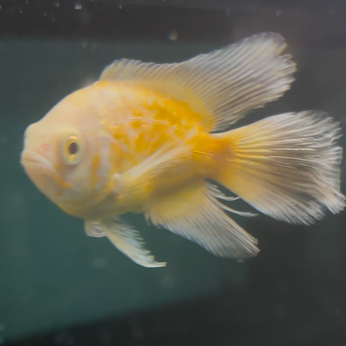 Longfin Lemon Oscar (White Fin) (Red Eye) SUPER RARE