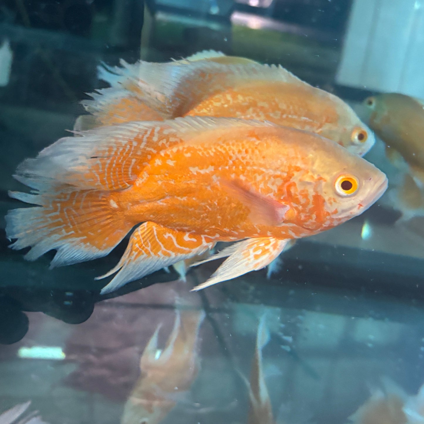 Orange Nemo Longfin Oscar