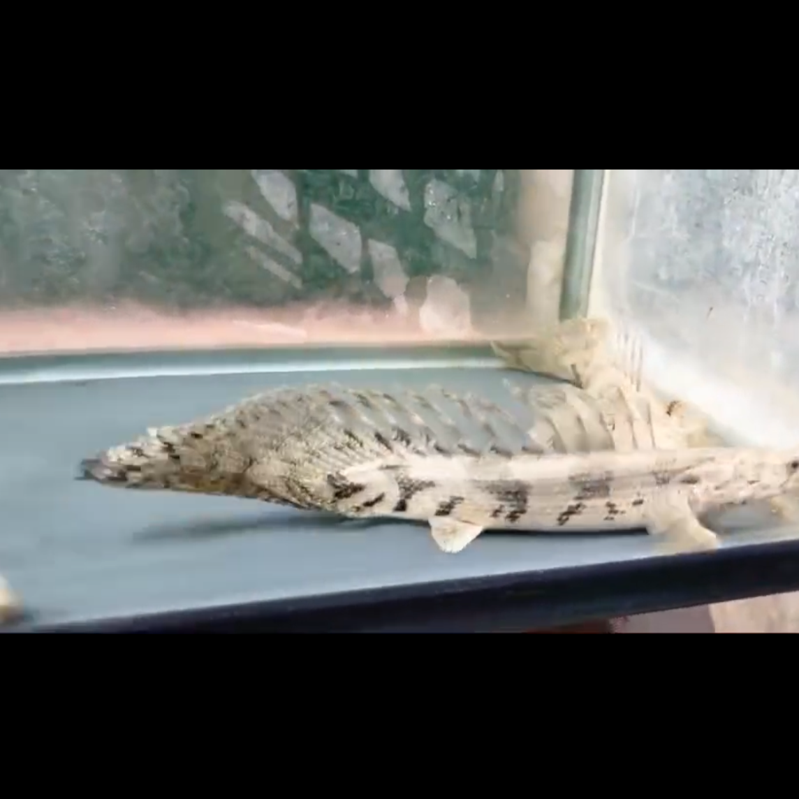 Super Longfin Endlicheri Bichir 8-10”
