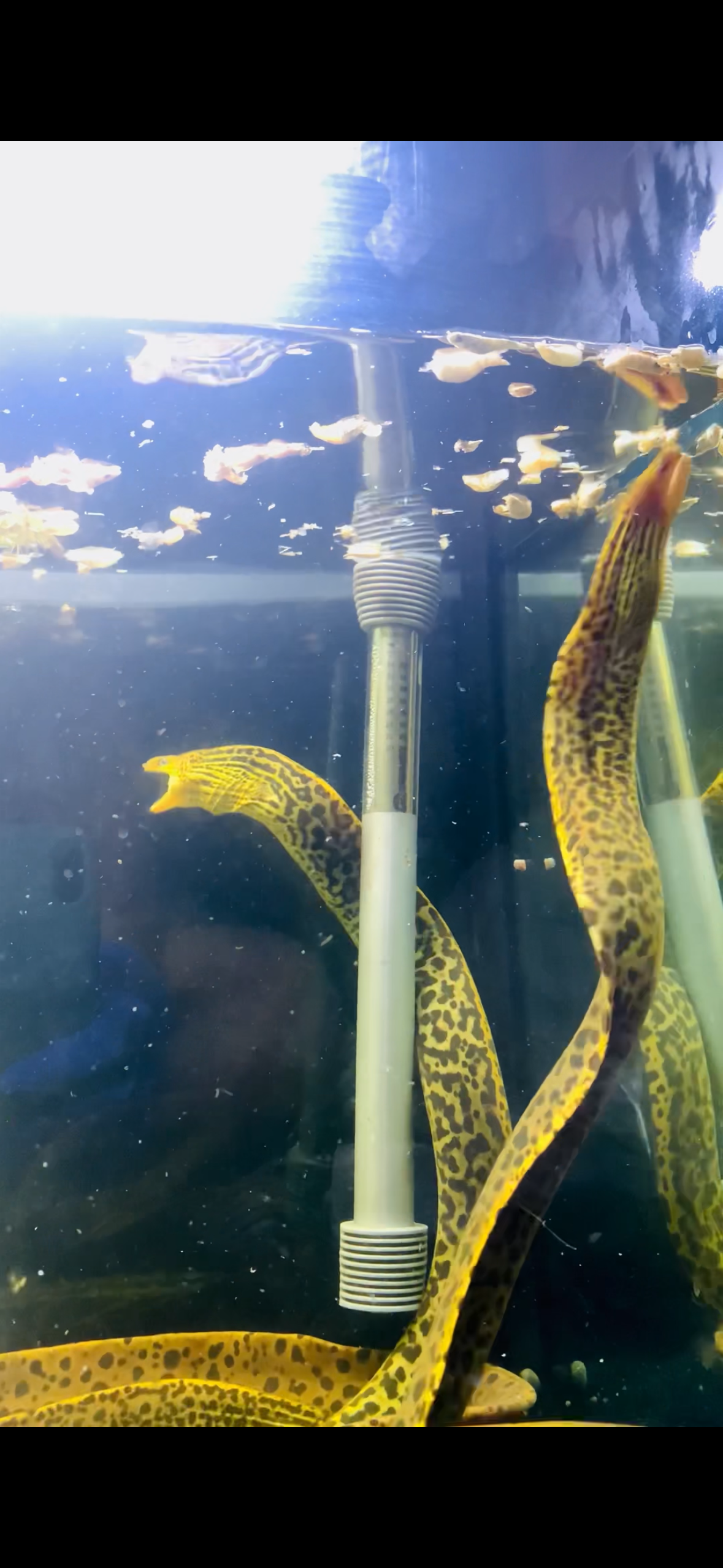 XL Freshwater Tiger Moray Eels 28”+