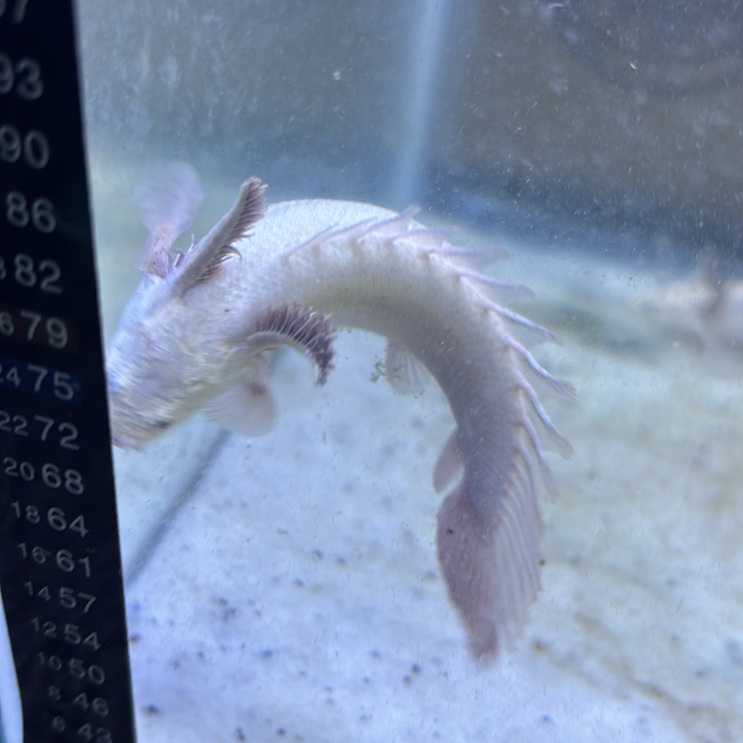 Platinum Endlicheri Bichir