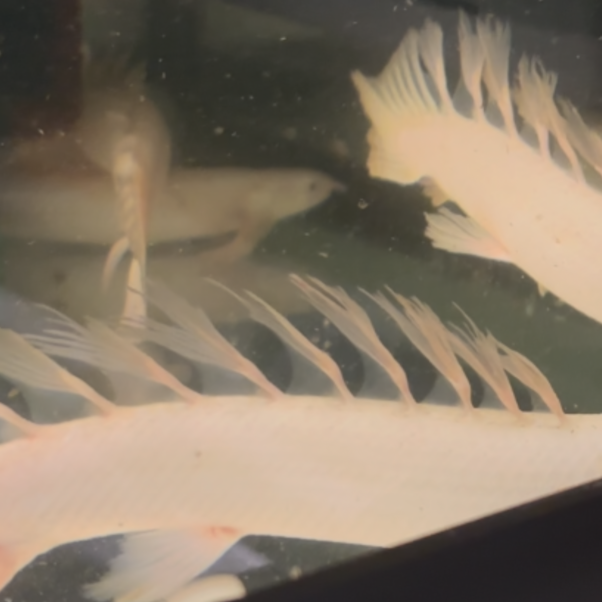 Platinum Longfin Senegalus Bichir
