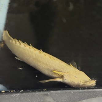 Eyeless Platinum Endlicheri Bichir