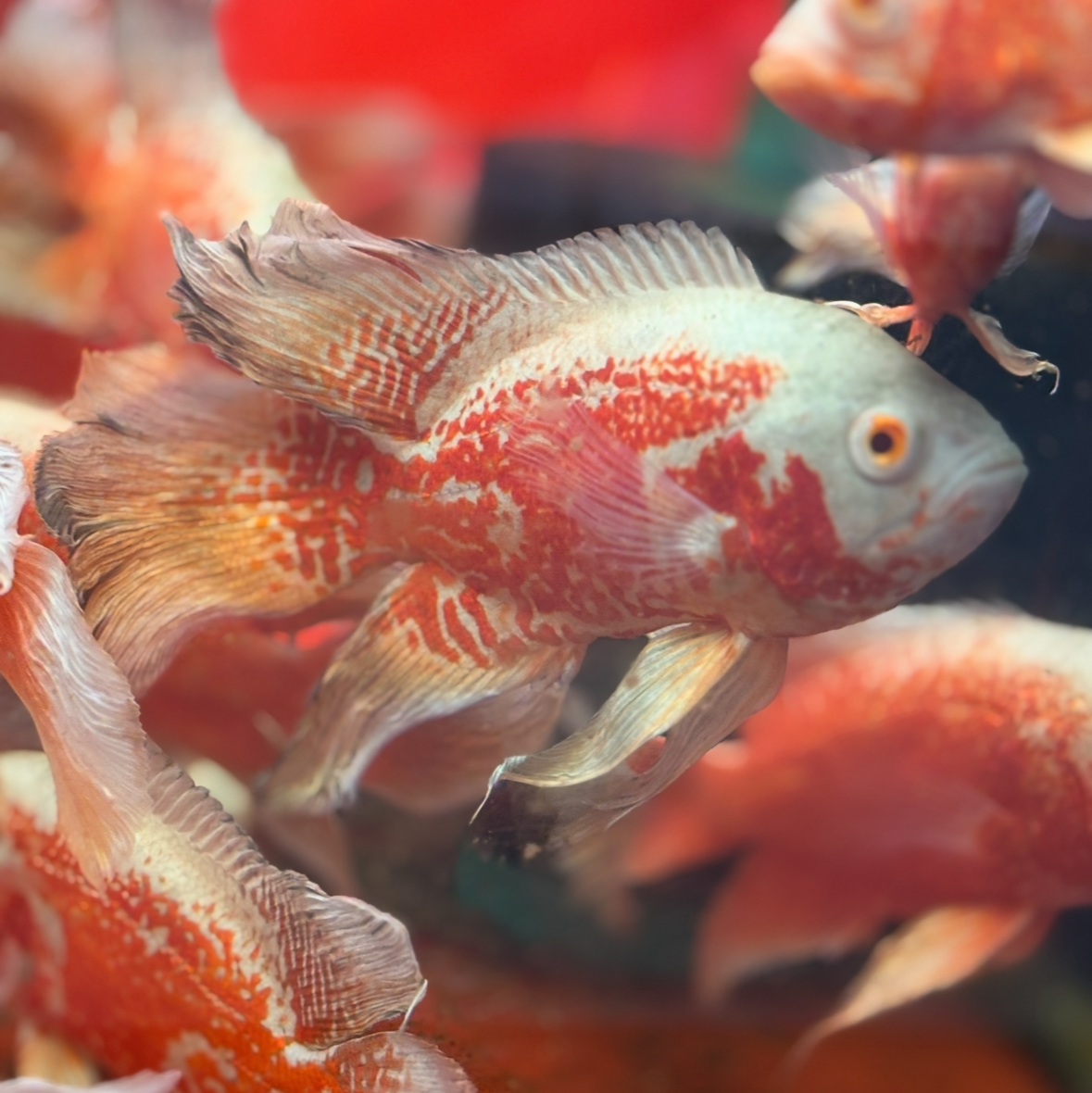 Longfin "Red Chilli x Nemo" Oscar